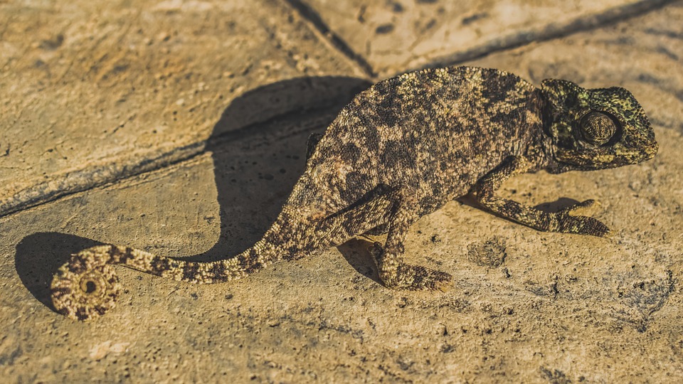 a picture showing a chameleon
